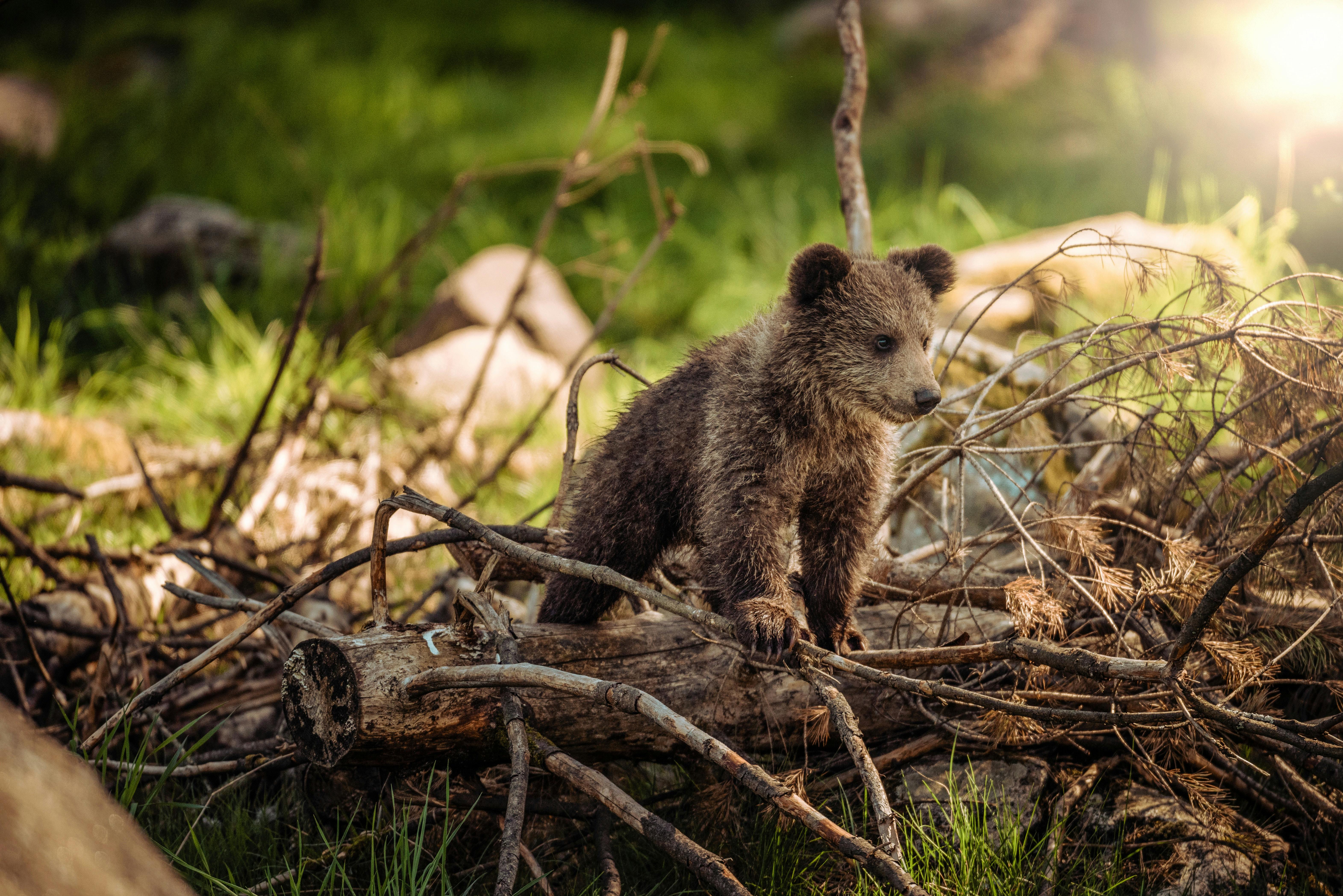 bear Baby bear traversing terrain
